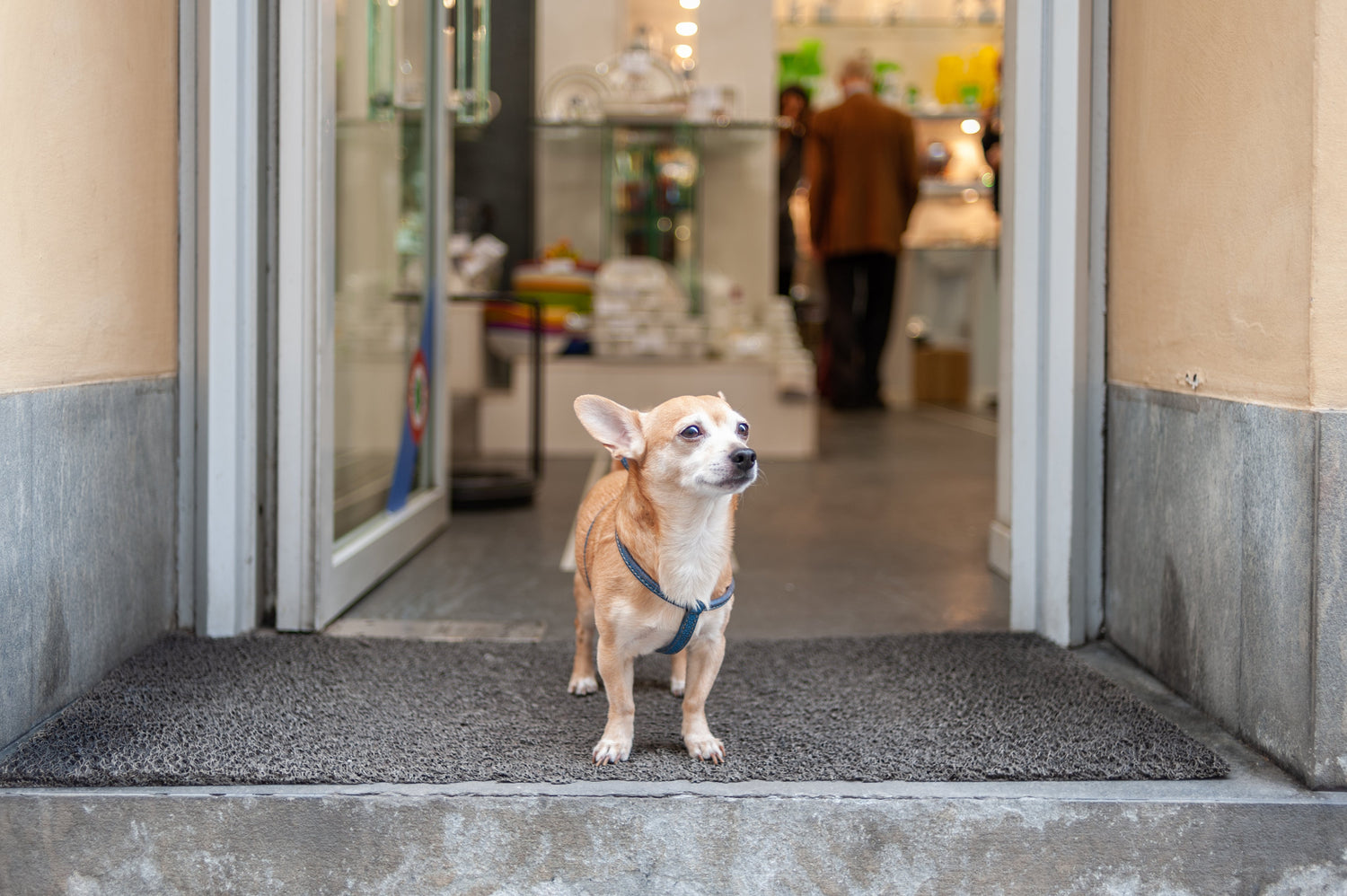 SHOP DOG