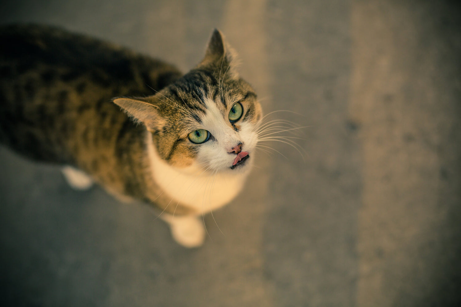 SHOP CAT